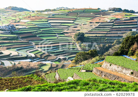 雲仙市和南甲山町的梯田 62029978