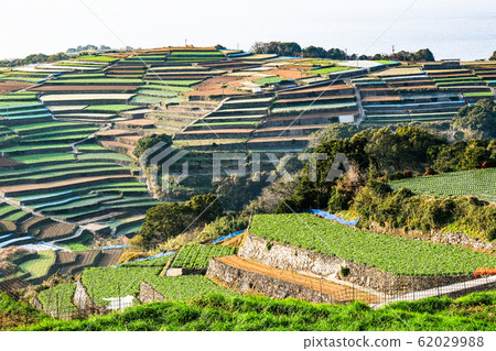 雲仙市和南甲山町的梯田 62029988