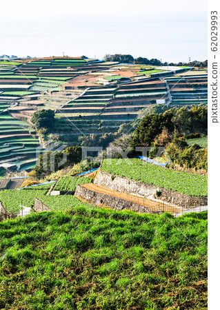 Terraced fields in Unzen City and Minamikushiyama Town 62029993