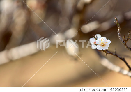 White flower flowers 62030361