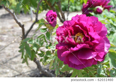 Peony 62031460
