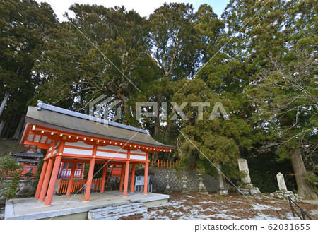 Yatsufusugi @ Sakurami Shrine (Utano, Uda City, Nara Prefecture) Yatsufusugi @ Sakurami Shrine (Utano, Uda City, Nara Prefecture) 62031655