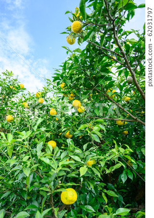 柚子田柚子 62031797