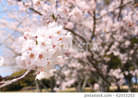 櫻桃樹 櫻桃樹 62033283