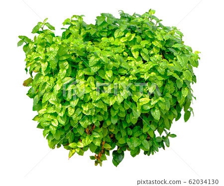 Plumbago zeylanica plant Plumbago zeylanica plant 62034130