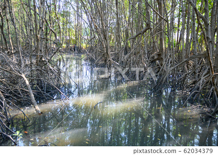 mangrove forest reflection in lake mangrove forest reflection in lake 62034379