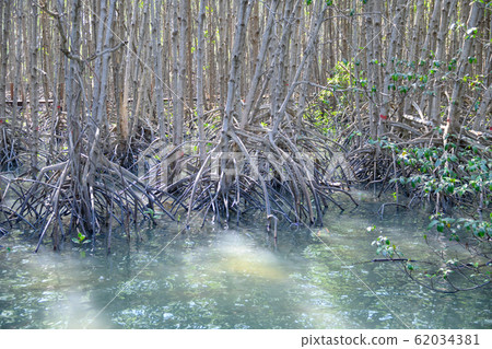 mangrove forest reflection in lake mangrove forest reflection in lake 62034381