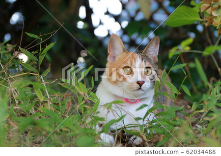 旨在從貓咪灌木叢中捕食 旨在從貓咪灌木叢中捕食 62034488