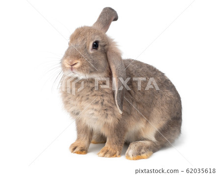 Gray cute young rabbit isolated on white background. Lovely young gray rabbit sitting. Gray cute young rabbit isolated on white background. Lovely young gray rabbit sitting. 62035618