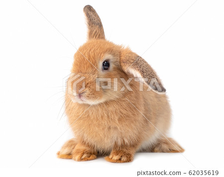 Red-brown cute young rabbit isolated on white background. Lovely young rabbit sitting. Red-brown cute young rabbit isolated on white background. Lovely young rabbit sitting. 62035619