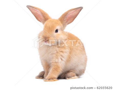 Red-brown cute baby rabbit isolated on white background. Lovely brown rabbit sitting. Red-brown cute baby rabbit isolated on white background. Lovely brown rabbit sitting. 62035620