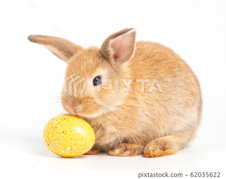 Cute red-brown baby rabbit and the yellow Easter egg on white background. 62035622