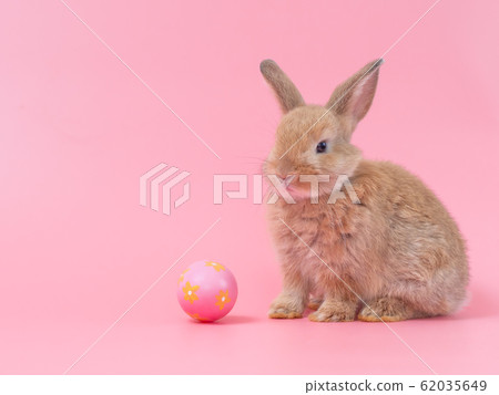 Red-brown cute baby rabbit sitting with easter egg on pink background. Lovely young rabbit. 62035649