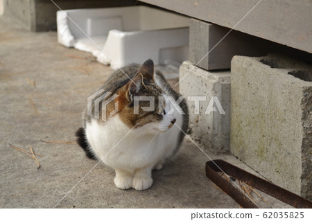 Stray cat (pheasant white) Stray cat (pheasant white) 62035825