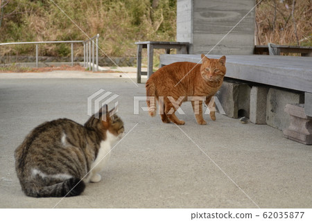 Two cats (tea, la and pheasant white) 62035877
