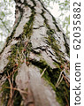 Pine steppe wood plant 62035882