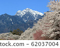 Row of cherry blossom trees and Kai Komagatake in Mahara, Yamanashi Prefecture 62037004