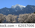 Row of cherry blossom trees and Kai Komagatake in Mahara, Yamanashi Prefecture 62037006
