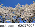 Cherry blossoms in Yamanashi Prefecture Mahara 62037007