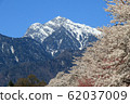 Row of cherry blossom trees and Kai Komagatake in Mahara, Yamanashi Prefecture 62037009