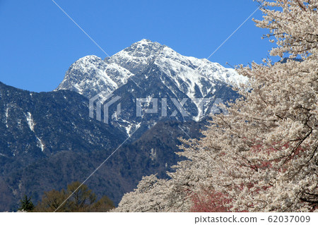 Row of cherry blossom trees and Kai Komagatake in Mahara, Yamanashi Prefecture 62037009