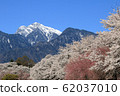 Row of cherry blossom trees and Kai Komagatake in Mahara, Yamanashi Prefecture 62037010
