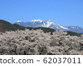 Row of cherry trees and Yatsugatake in Mahara, Yamanashi Prefecture 62037011