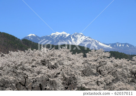Row of cherry trees and Yatsugatake in Mahara, Yamanashi Prefecture 62037011