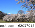 Cherry blossom trees in Rice turn Yamanashi Prefecture 62037012