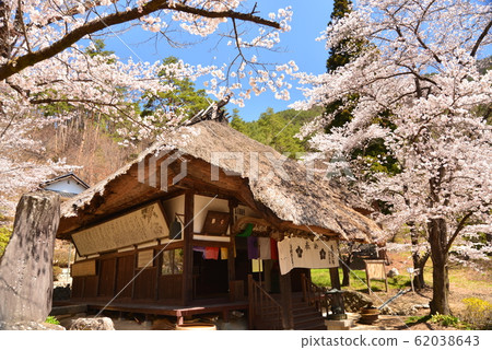 櫻花盛開的金龍寺 櫻花盛開的金龍寺 62038643