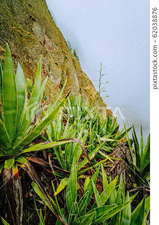 Santo Antao island at Cabo Verde. Agave plants on volcano terrain with mountain ridges above the valley 62038876