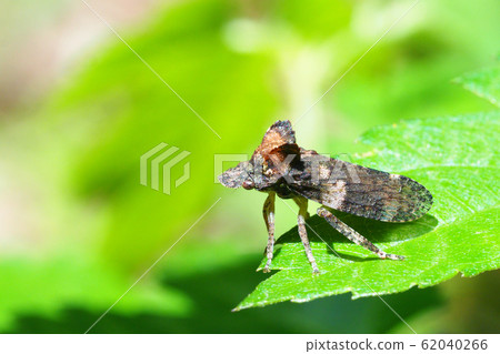 蚯蚓(昆蟲) 蚯蚓(昆蟲) 62040266