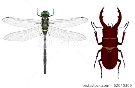 Onyanma and Sawtooth Stag 62040309