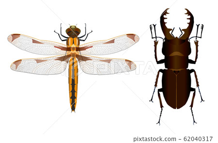 Bekko蜻蜓和Miyamaku鍬蟲 Bekko蜻蜓和Miyamaku鍬蟲 62040317