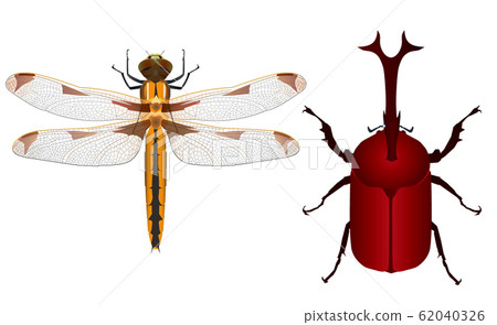 甲蟲蜻蜓和甲蟲 甲蟲蜻蜓和甲蟲 62040326
