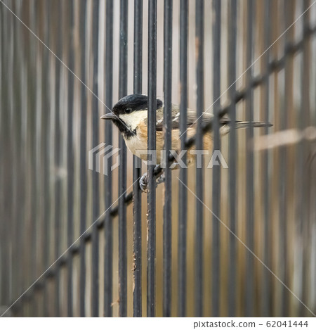 A Coal Tit (Periparus Ater) perches on a wire fence posing for a close up head shot portrait. 62041444