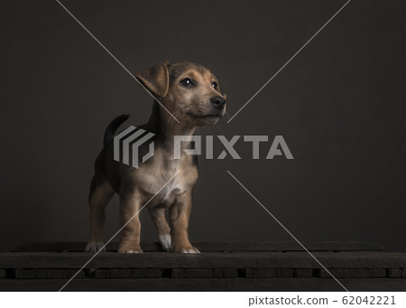 Cute standing Jack Russell puppy in still life style Cute standing Jack Russell puppy in still life style 62042221
