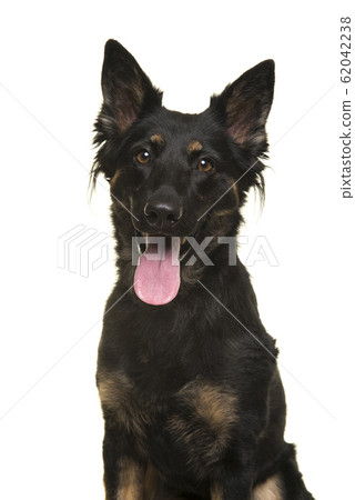 Portrait of a bohemian shepherd looking at the camera 62042238