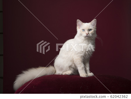Pretty longhaired white Ragdoll cat with blue eyes on red Pretty longhaired white Ragdoll cat with blue eyes on red 62042362
