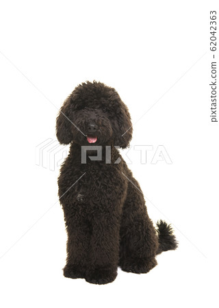 Black labradoodle dog sitting with mouth open on white Black labradoodle dog sitting with mouth open on white 62042363