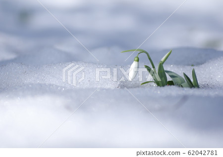 Snow Drop Snow Drop 62042781