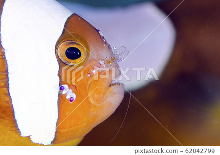 清潔小丑魚 清潔小丑魚 62042799