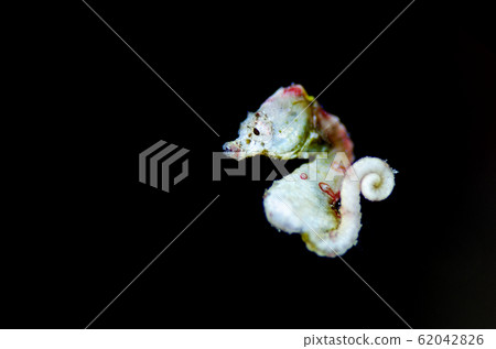 科爾曼（Coleman）侏儒海馬（黑色） 62042826