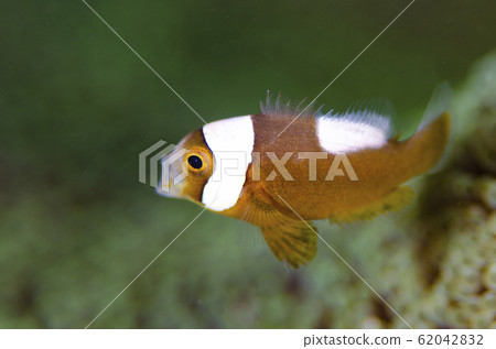 海葵魚打呵欠 海葵魚打呵欠 62042832