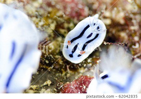 Mizore-mushi (small) 62042835