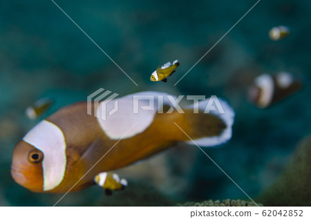 成年和銀蓮花魚 成年和銀蓮花魚 62042852