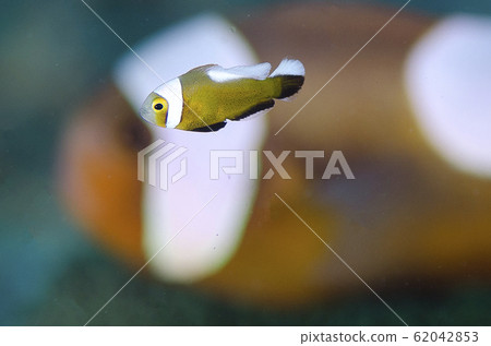 無成年魚的幼龜海葵魚 無成年魚的幼龜海葵魚 62042853
