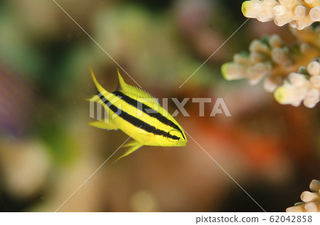 Juvenile fish damselfish ② 62042858