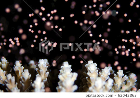 Coral spawning 62042862