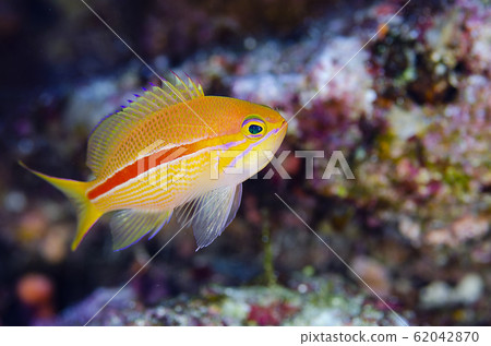幼魚 62042870